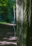 handle, twig, curved