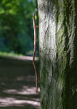 handle, twig, straight