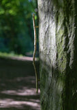 handle, twig, straight
