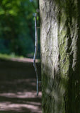 handle, twig, straight