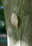 leaf, large