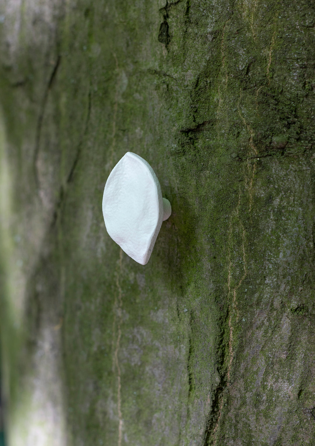 leaf small