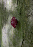 leaf small