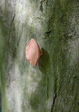 leaf small