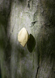 leaf small