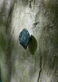 leaf small