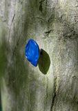 leaf small