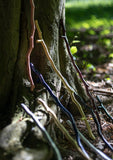 handle, twig, straight
